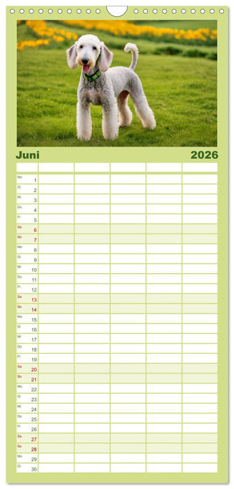 Bedlington Terrier - Hunde im Schafspelz (CALVENDO Familienplaner 2026)