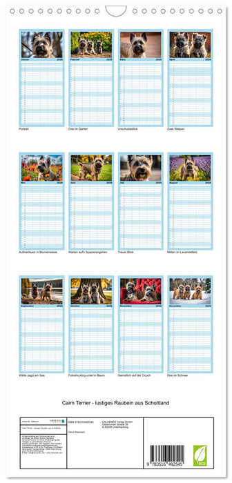 Cairn Terrier - lustiges Raubein aus Schottland (CALVENDO Familienplaner 2026)