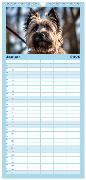 Cairn Terrier - lustiges Raubein aus Schottland (CALVENDO Familienplaner 2026)