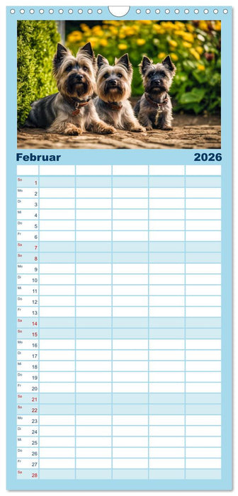 Cairn Terrier - lustiges Raubein aus Schottland (CALVENDO Familienplaner 2026)