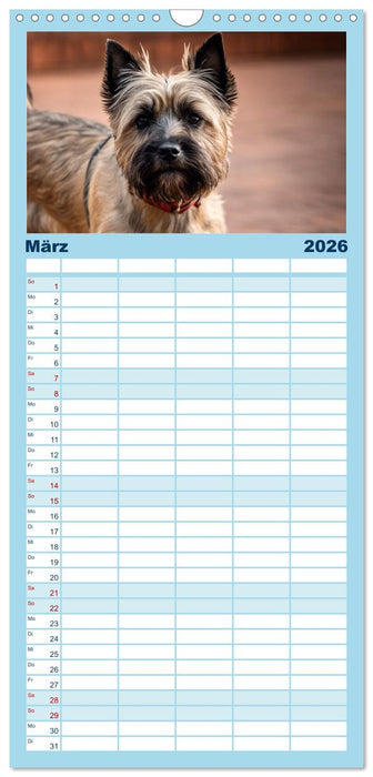 Cairn Terrier - lustiges Raubein aus Schottland (CALVENDO Familienplaner 2026)