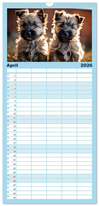 Cairn Terrier - lustiges Raubein aus Schottland (CALVENDO Familienplaner 2026)