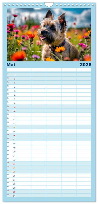 Cairn Terrier - lustiges Raubein aus Schottland (CALVENDO Familienplaner 2026)