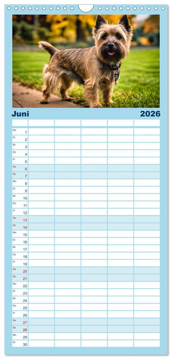 Cairn Terrier - lustiges Raubein aus Schottland (CALVENDO Familienplaner 2026)