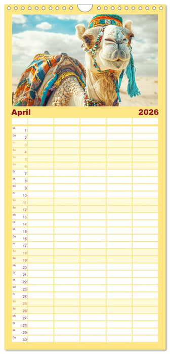 Modische Kamele in der Wüste. Extravagante Highlights (CALVENDO Familienplaner 2026)