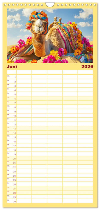 Modische Kamele in der Wüste. Extravagante Highlights (CALVENDO Familienplaner 2026)