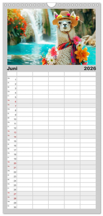 Lamas auf Tour. Perus flauschige Fashion-Ikonen (CALVENDO Familienplaner 2026)