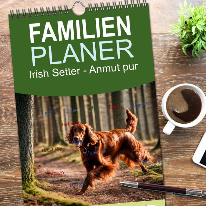Irish Setter - Anmut pur (CALVENDO Familienplaner 2026)