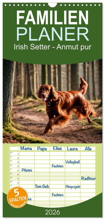 Irish Setter - Anmut pur (CALVENDO Familienplaner 2026)