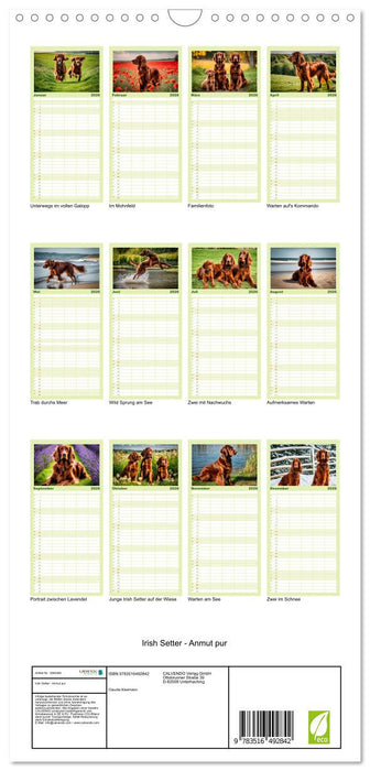 Irish Setter - Anmut pur (CALVENDO Familienplaner 2026)