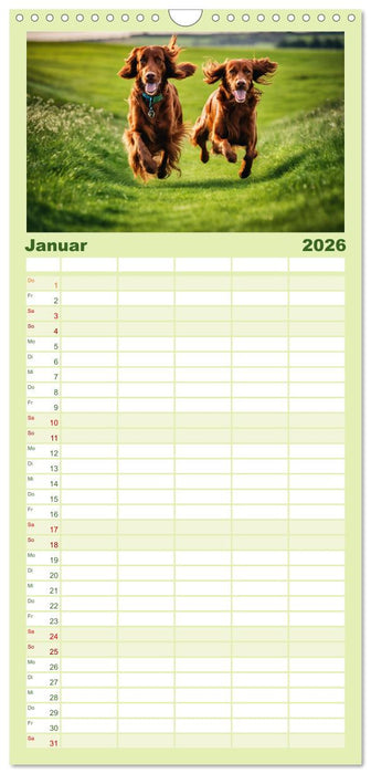 Irish Setter - Anmut pur (CALVENDO Familienplaner 2026)