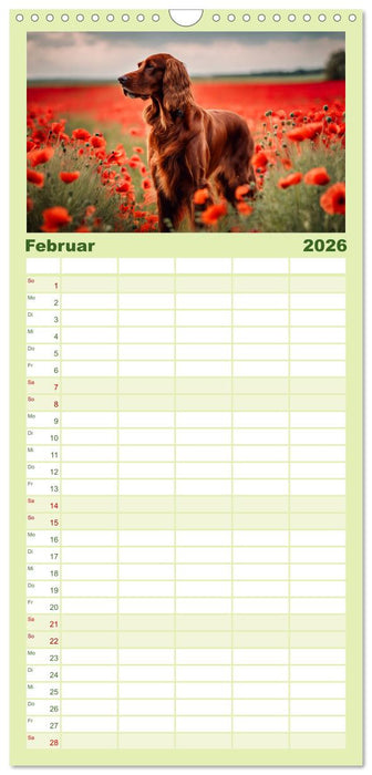 Irish Setter - Anmut pur (CALVENDO Familienplaner 2026)