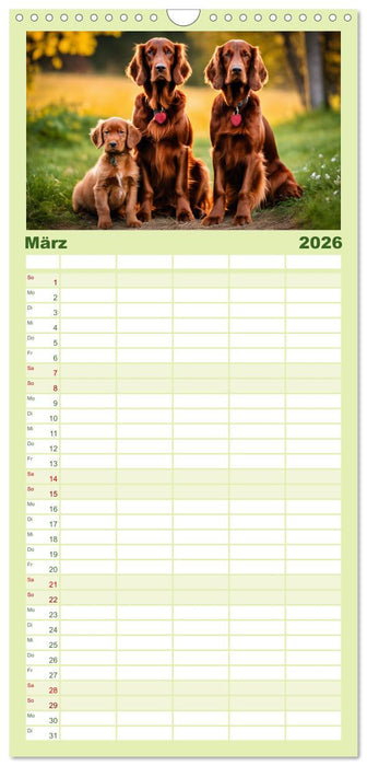 Irish Setter - Anmut pur (CALVENDO Familienplaner 2026)