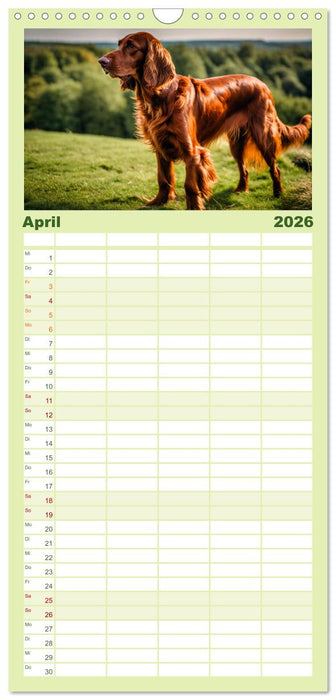 Irish Setter - Anmut pur (CALVENDO Familienplaner 2026)