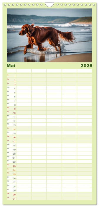 Irish Setter - Anmut pur (CALVENDO Familienplaner 2026)