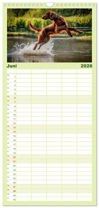 Irish Setter - Anmut pur (CALVENDO Familienplaner 2026)