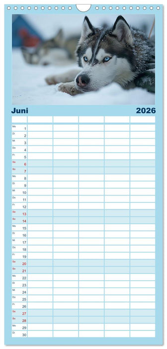 Schlittenhund Träume (CALVENDO Familienplaner 2026)