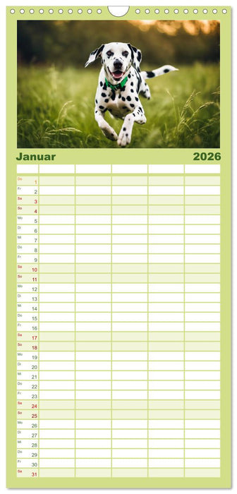 Dalmatiner - freundliche Temperamentsbolzen (CALVENDO Familienplaner 2026)