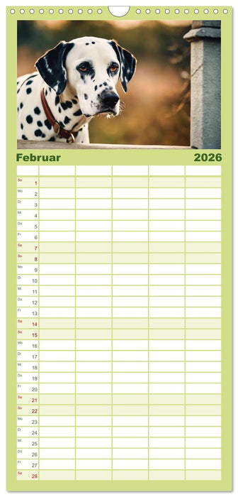 Dalmatiner - freundliche Temperamentsbolzen (CALVENDO Familienplaner 2026)