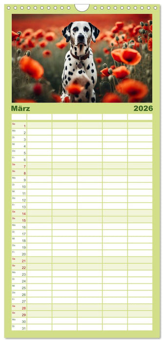 Dalmatiner - freundliche Temperamentsbolzen (CALVENDO Familienplaner 2026)
