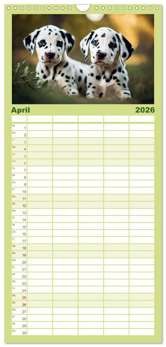 Dalmatiner - freundliche Temperamentsbolzen (CALVENDO Familienplaner 2026)