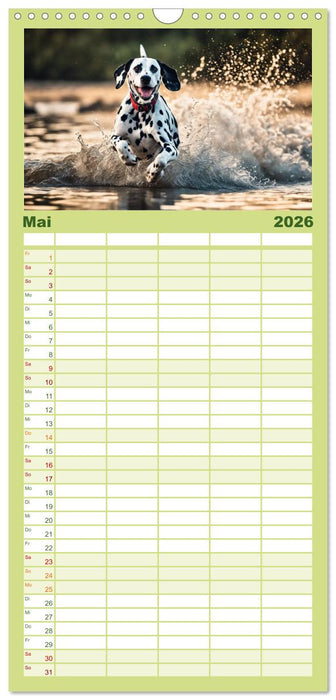 Dalmatiner - freundliche Temperamentsbolzen (CALVENDO Familienplaner 2026)