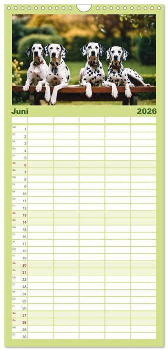 Dalmatiner - freundliche Temperamentsbolzen (CALVENDO Familienplaner 2026)