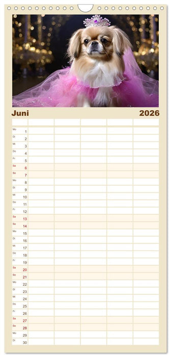 Kleine Hunde - Große Diven (CALVENDO Familienplaner 2026)