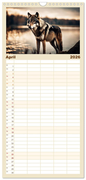 Ein Jahr unter Wölfen (CALVENDO Familienplaner 2026)