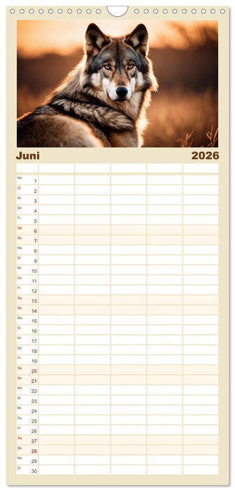 Ein Jahr unter Wölfen (CALVENDO Familienplaner 2026)