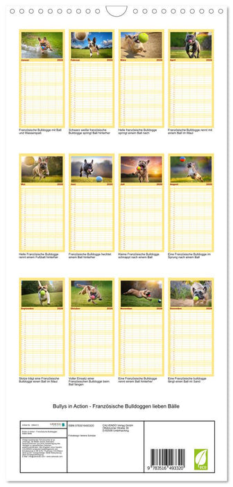 Bullys in Action - Französische Bulldoggen lieben Bälle (CALVENDO Familienplaner 2026)