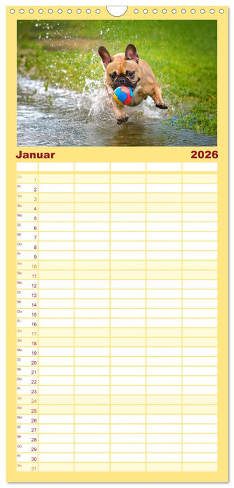 Bullys in Action - Französische Bulldoggen lieben Bälle (CALVENDO Familienplaner 2026)