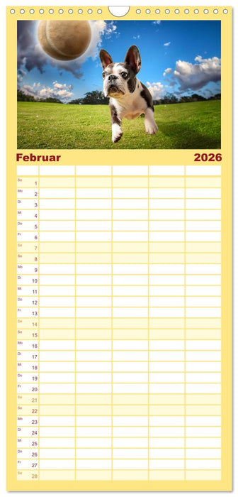 Bullys in Action - Französische Bulldoggen lieben Bälle (CALVENDO Familienplaner 2026)