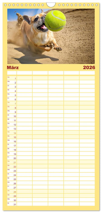Bullys in Action - Französische Bulldoggen lieben Bälle (CALVENDO Familienplaner 2026)