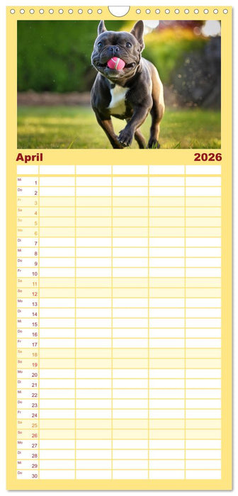 Bullys in Action - Französische Bulldoggen lieben Bälle (CALVENDO Familienplaner 2026)