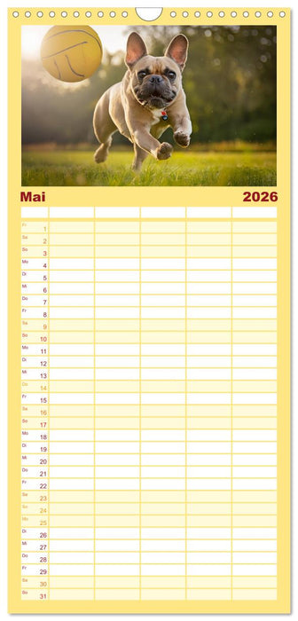 Bullys in Action - Französische Bulldoggen lieben Bälle (CALVENDO Familienplaner 2026)
