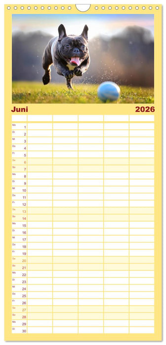 Bullys in Action - Französische Bulldoggen lieben Bälle (CALVENDO Familienplaner 2026)