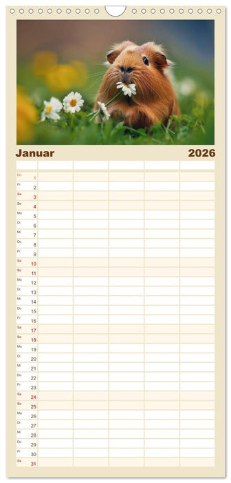 Wuschelbande - Ein Jahr voller Meerschweinchen (CALVENDO Familienplaner 2026)