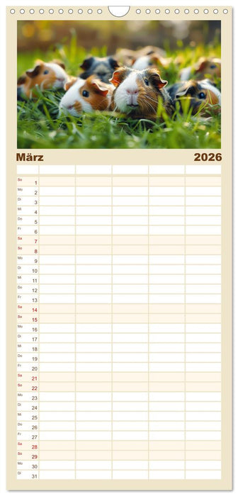 Wuschelbande - Ein Jahr voller Meerschweinchen (CALVENDO Familienplaner 2026)