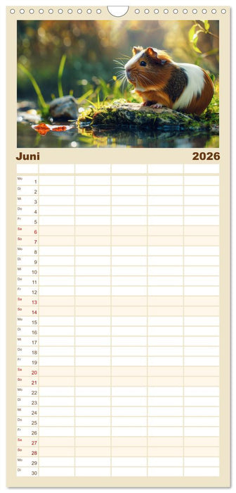 Wuschelbande - Ein Jahr voller Meerschweinchen (CALVENDO Familienplaner 2026)