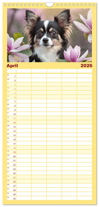 Chihuahuas - Kleine Hunde - große Temperamentbündel (CALVENDO Familienplaner 2026)