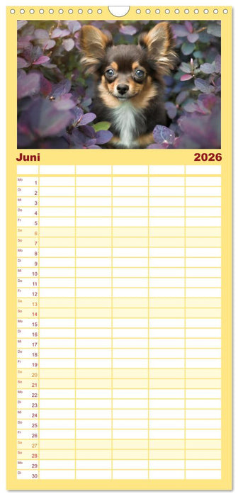 Chihuahuas - Kleine Hunde - große Temperamentbündel (CALVENDO Familienplaner 2026)