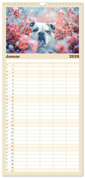 Englische Bulldoggen im Blütenmeer (CALVENDO Familienplaner 2026)