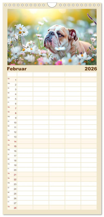 Englische Bulldoggen im Blütenmeer (CALVENDO Familienplaner 2026)