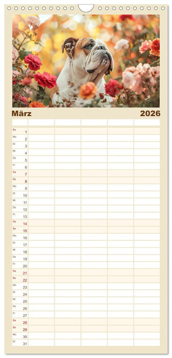 Englische Bulldoggen im Blütenmeer (CALVENDO Familienplaner 2026)