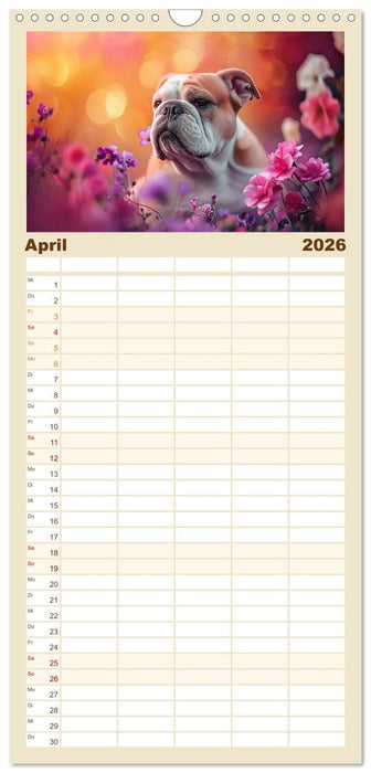 Englische Bulldoggen im Blütenmeer (CALVENDO Familienplaner 2026)