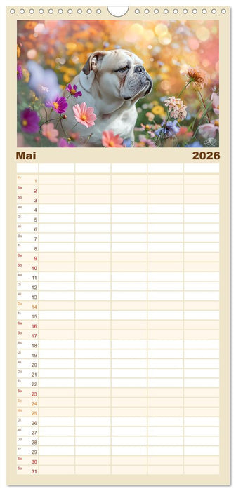 Englische Bulldoggen im Blütenmeer (CALVENDO Familienplaner 2026)