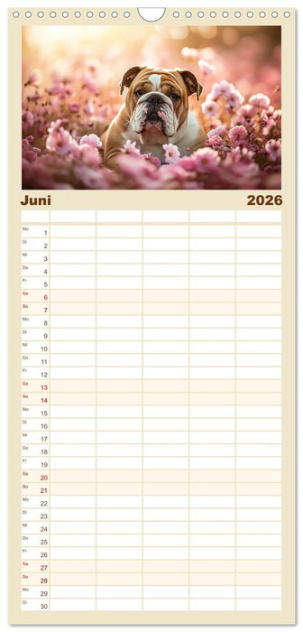 Englische Bulldoggen im Blütenmeer (CALVENDO Familienplaner 2026)