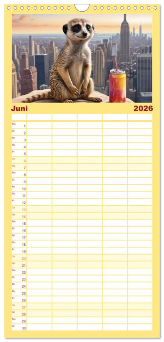 Erdmännchen in New York City (CALVENDO Familienplaner 2026)