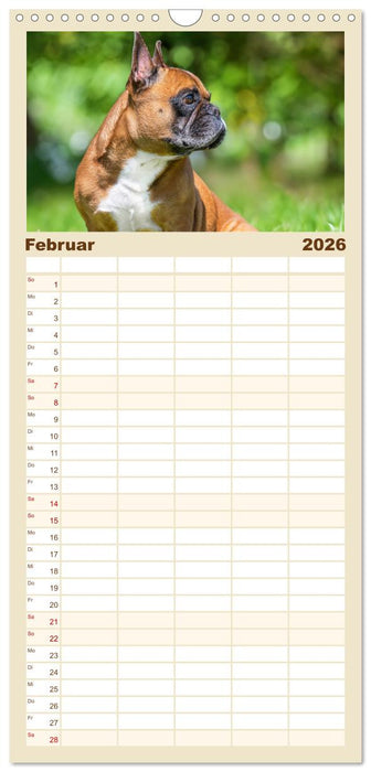 Kleine Helden - Französische Bulldoggen (CALVENDO Familienplaner 2026)